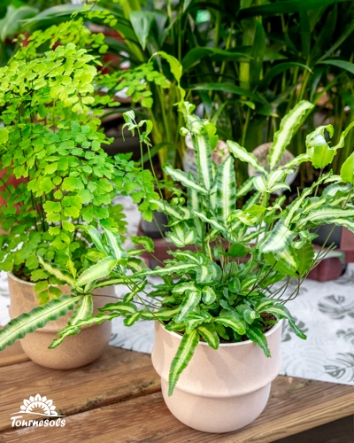 Plantes Air So Pur en pots, feuillages verts et fougères purificatrices pour assainir l’air intérieur.